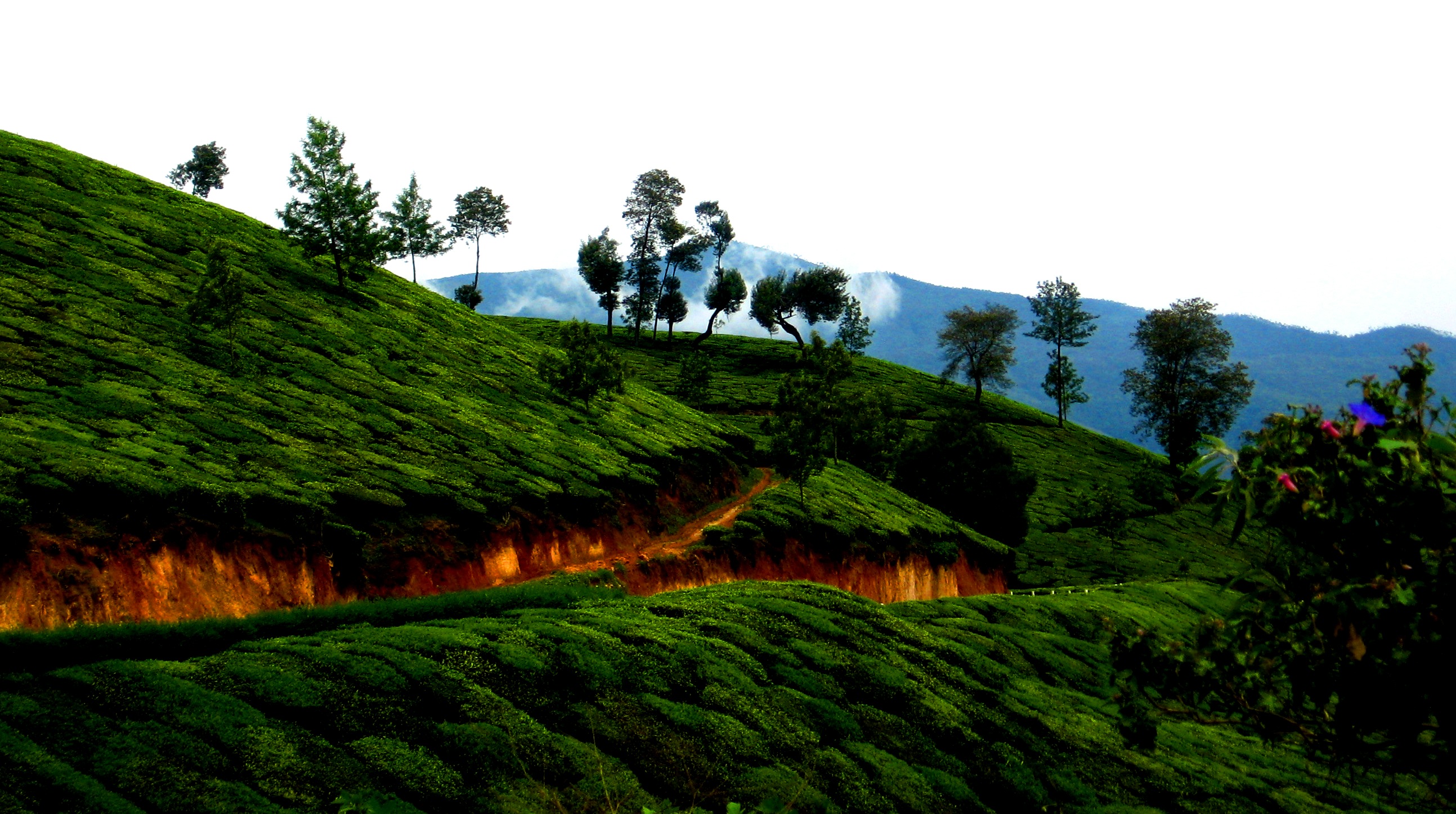 Tea Hills – Munnar | My Delhi Adventures